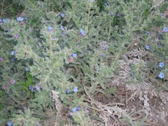 Alkanna strigosa