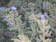 Alkanna strigosa