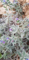 Alkanna strigosa
