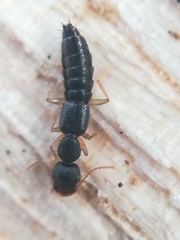 Astenus immaculatus