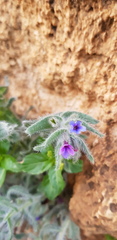 Alkanna strigosa