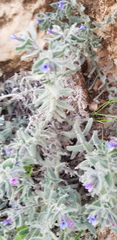 Alkanna strigosa