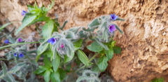 Alkanna strigosa
