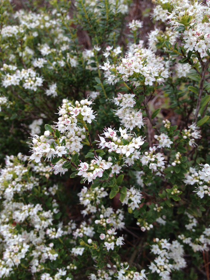 sand myrtle