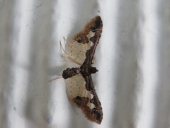 Lepidoptera