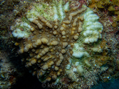 Mycetophyllia