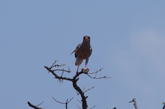 Melierax metabates
