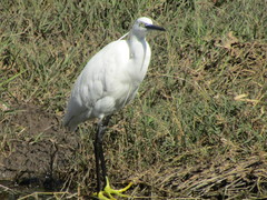 Egretta garzetta