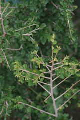 Flueggea verrucosa