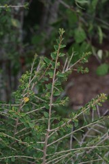 Flueggea verrucosa