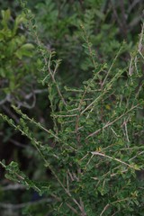 Flueggea verrucosa