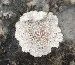 Squamulea galactophylla