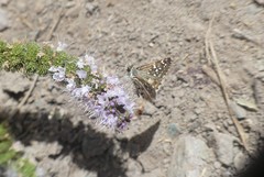 Chirgus bocchoris trisignatus