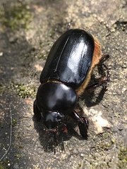 Ancognatha scarabaeoides
