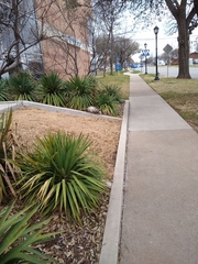 Didelphis virginiana