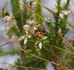 Erica physodes