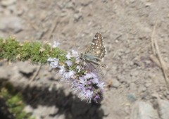 Chirgus bocchoris trisignatus