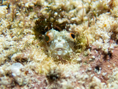 Emblemaria pandionis