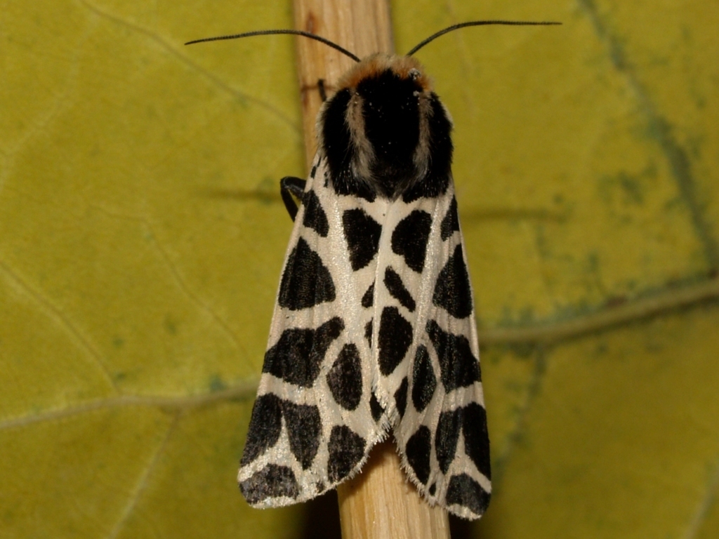 Cymbalophora