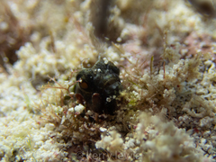 Emblemaria pandionis