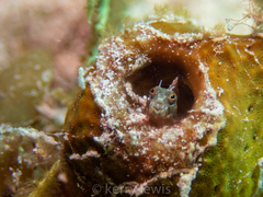 Emblemaria pandionis