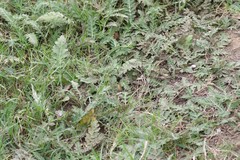 Platycarpha glomerata
