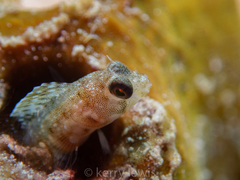 Emblemaria pandionis