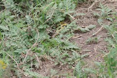 Platycarpha glomerata