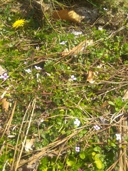 Houstonia procumbens