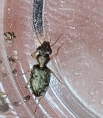 Asaphidion curtum