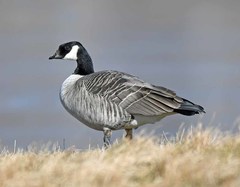 Branta hutchinsii hutchinsii