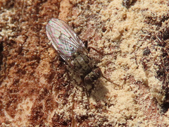 Lispocephala alma