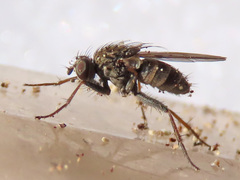 Lispocephala alma