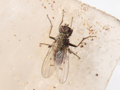 Lispocephala alma