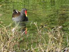 Gallinula chloropus