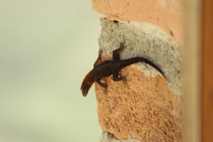 Gonatodes albogularis fuscus