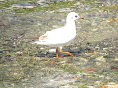 Chroicocephalus ridibundus