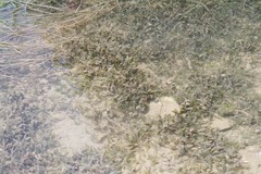 Halophila ovalis