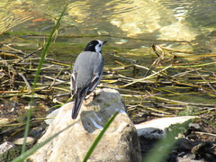 Motacilla alba