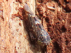 Idiocerus herrichii