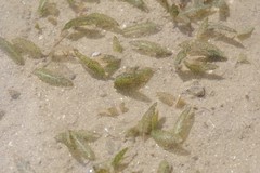 Halophila ovalis