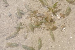 Halophila ovalis