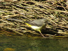Motacilla cinerea