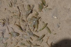 Halophila ovalis