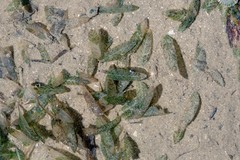 Halophila ovalis