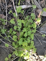 Ranunculus platensis