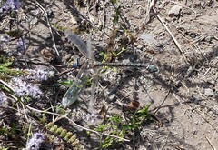 Rhionaeschna variegata