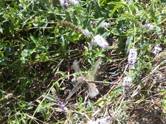 Rhionaeschna variegata