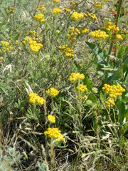 Achillea leptophylla