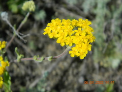 Achillea leptophylla